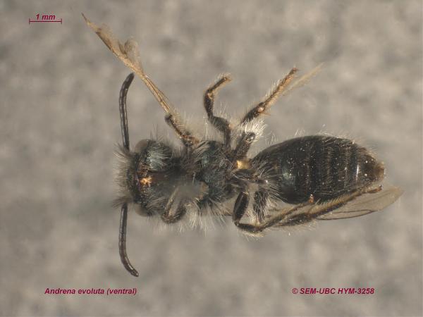 Photo of Andrena evoluta by Spencer Entomological Museum